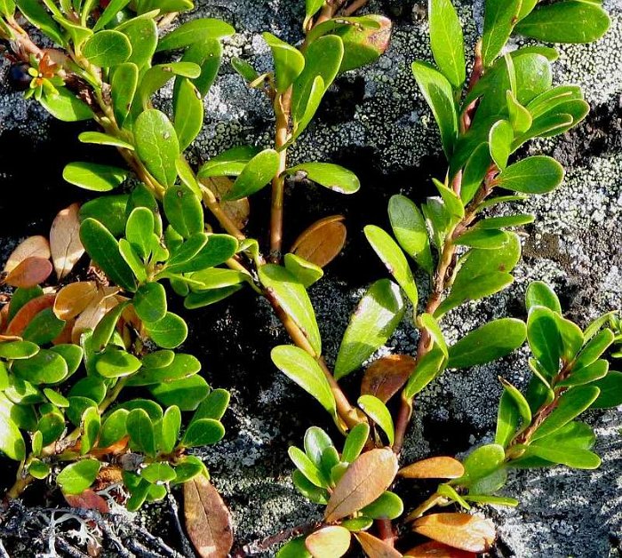 Arctostaphylos uva-ursi